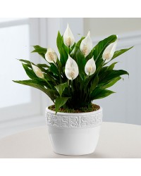 Spatifilyum Çiçeği (Barış Çiçeği) Spatifilyum Çiçeği (Barış Çiçeği)