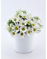 Papatya Prensesi Papatya Prensesi