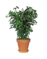 Benjamin Çiçeği Benjamin Çiçeği