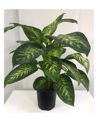 Difenbahya Orta Boy Difenbahya Orta Boy