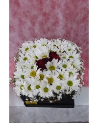 Kutuda Çift Güllü Papatya Kutuda Çift Güllü Papatya