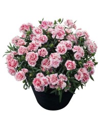 Kokulu Karanfil Kokulu Karanfil