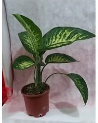 Difenbahya Küçük Boy Difenbahya Küçük Boy