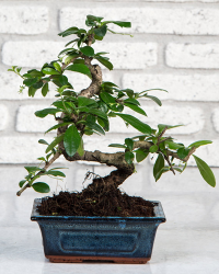 Zelkova Bonsai 