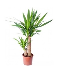 Yuka Çiçeği İkili Yuka Çiçeği İkili