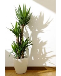 Yuka Çiçeği Üçlü Yuka Çiçeği Üçlü